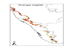 Arenga wightii